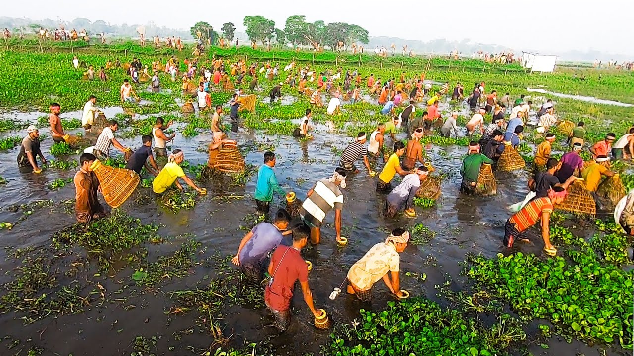 Amazing Fishing of Bangladeshi Village | Traditional Fishing with Polo