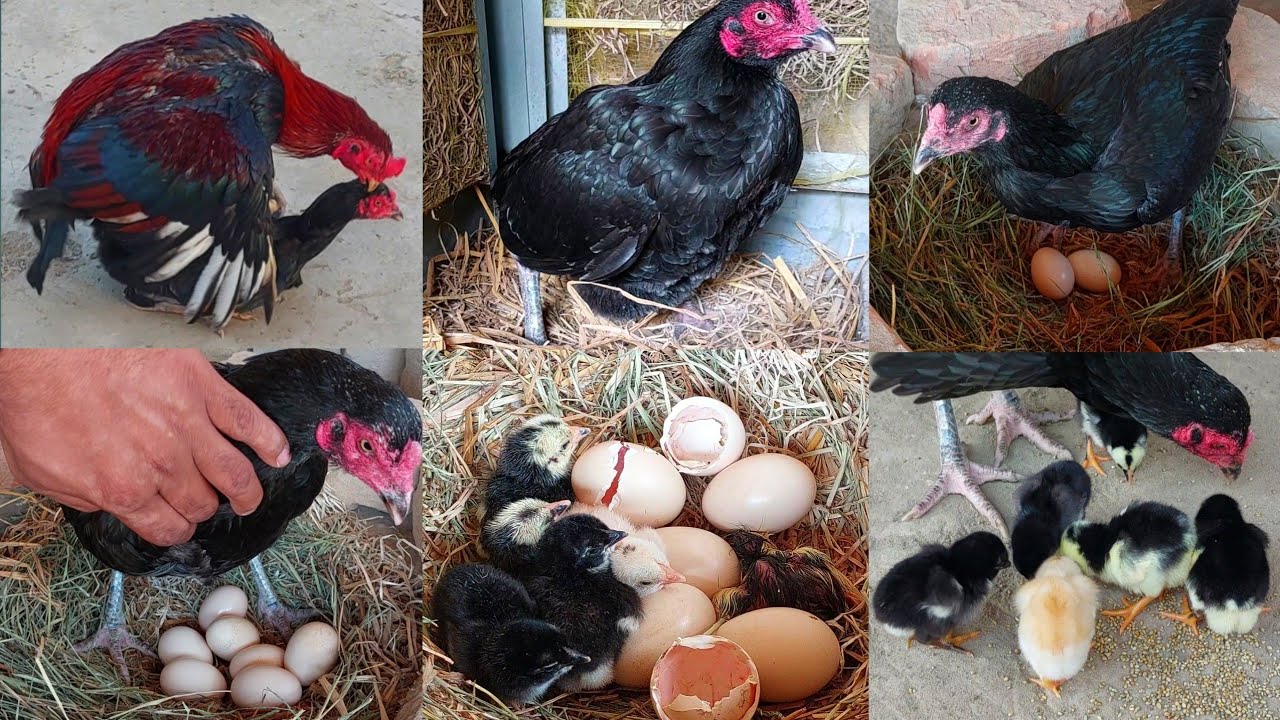 black hen has hatched chicks again | 7 eggs belonged to this hen