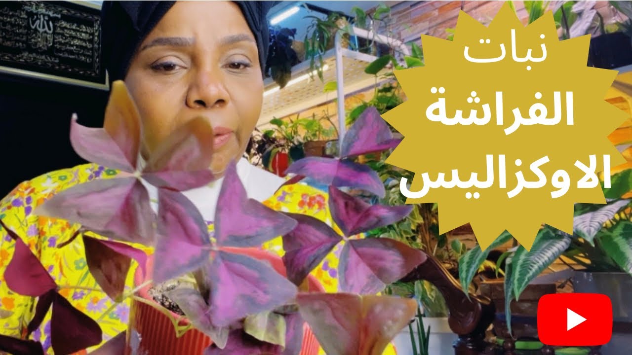 نبات الفراشة الاوكزاليس سقي وتجذير