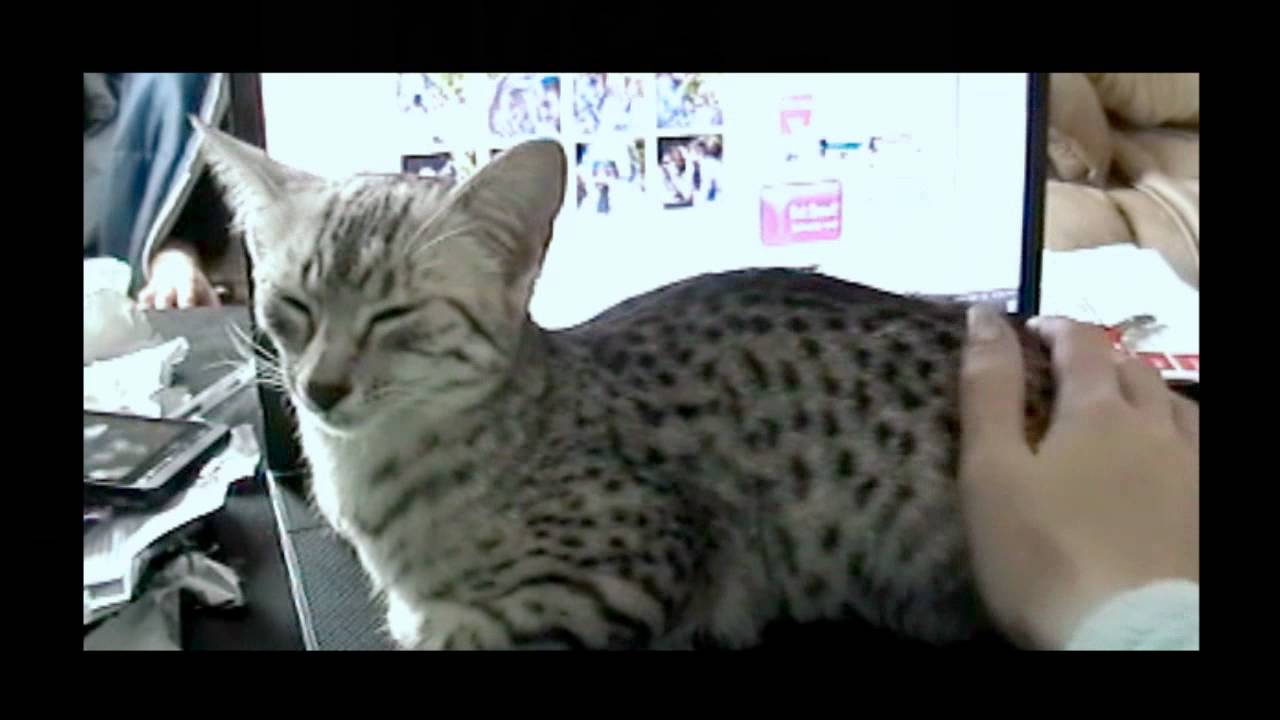 Egyptian Mau vocalizations - the 'mreh'