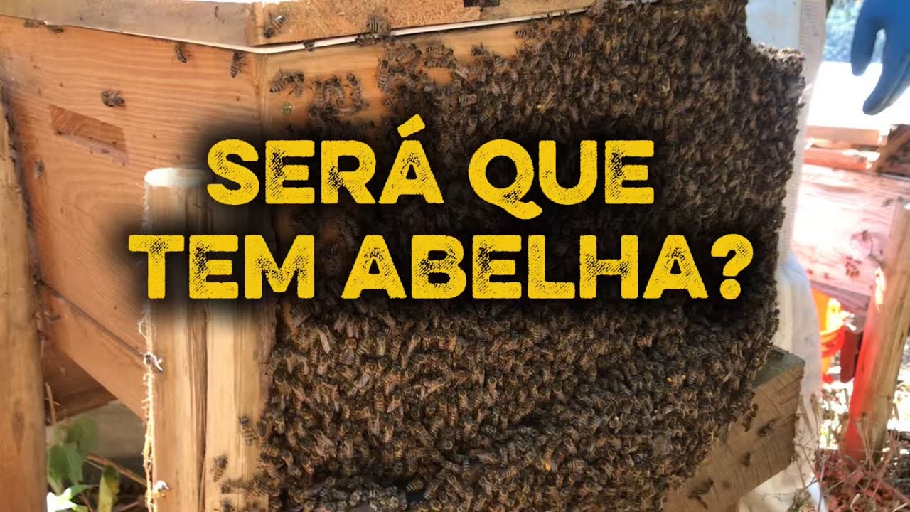 SERÁ QUE TEM A ABELHA AQUI? 
