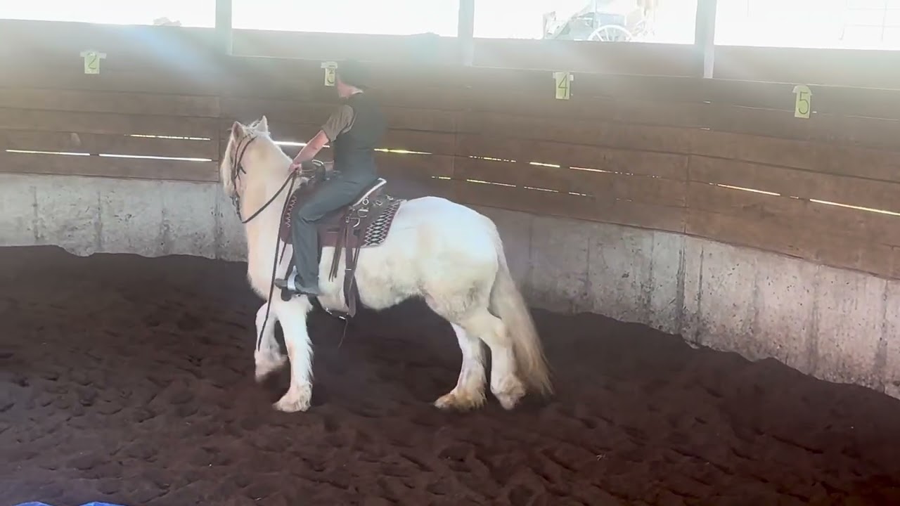 Cora after 3 weeks under saddle