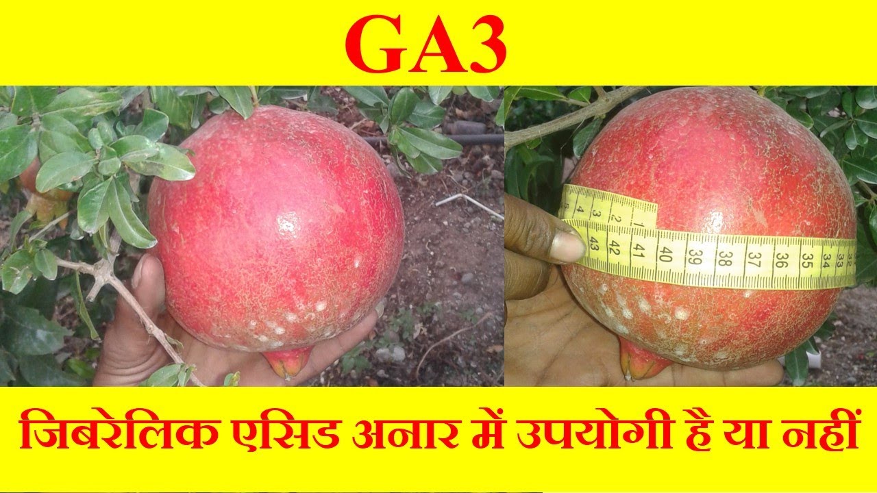 Gibberellic Acid Is Useful or Not In Pomegranate | जिबरेलिक एसिड अनार में उपयोगी है या नहीं