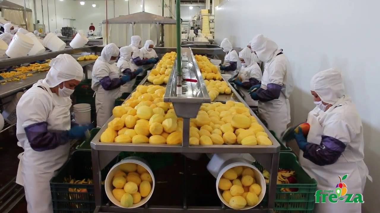 Proceso de Mango Grupo Freza