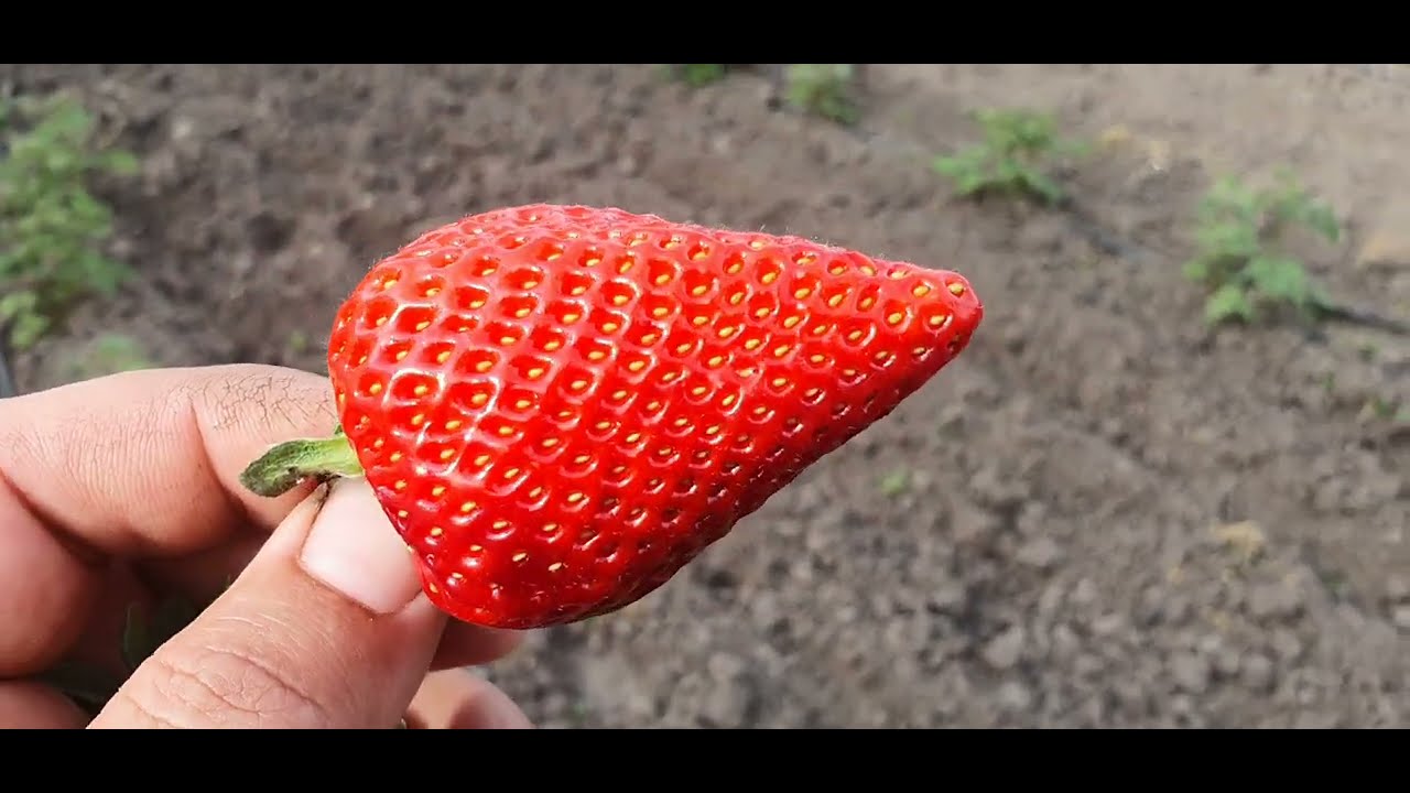 Урожайность Мурано весной 2021 года.