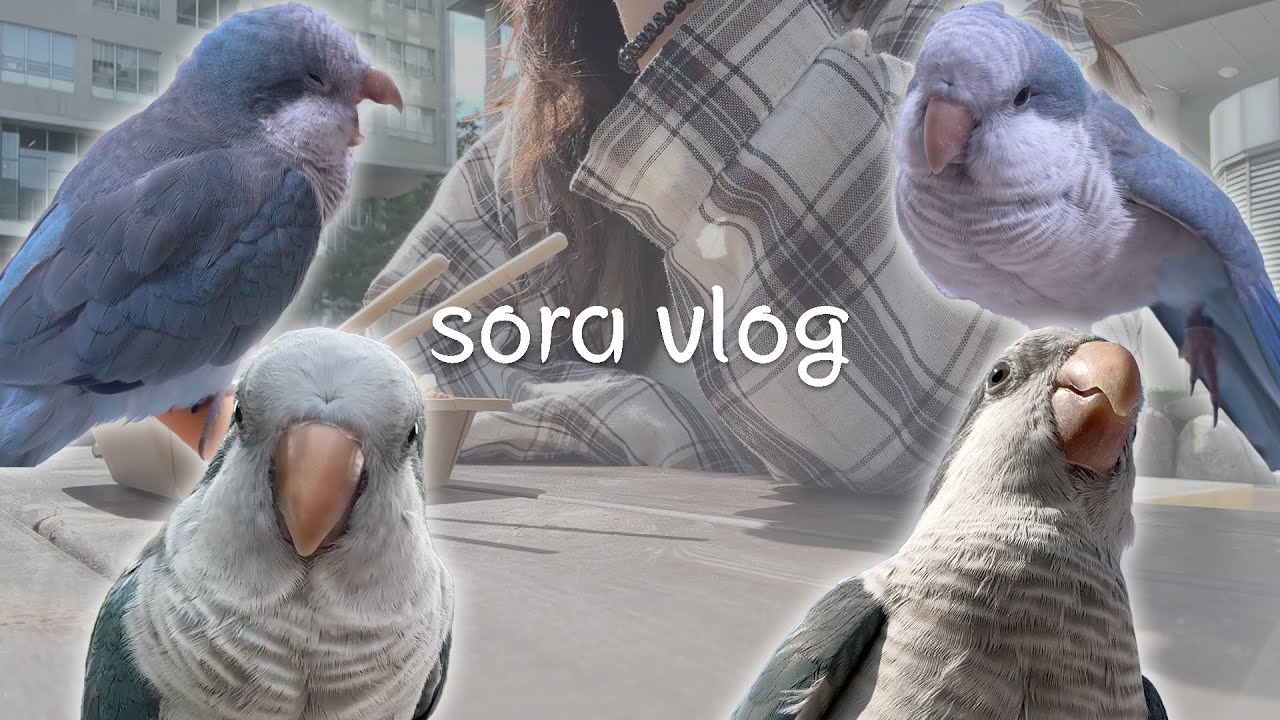 [Sora vlog Ep.22 | 일상🐦] 앵무새와 함께하는 대학생 브이로그 | 평범한 하루하루, 소라의 아침과 산책