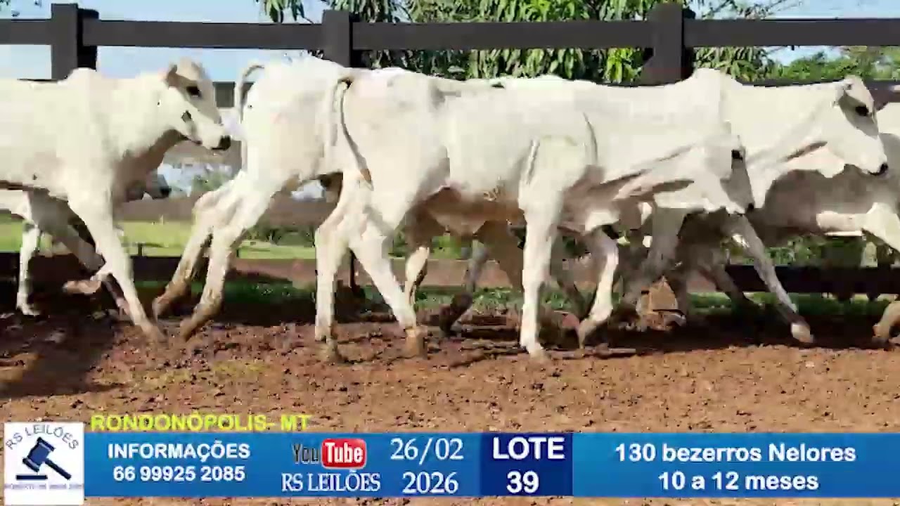 LOTE 39 - 130 BEZERROS NELORES - 10/12 MESES