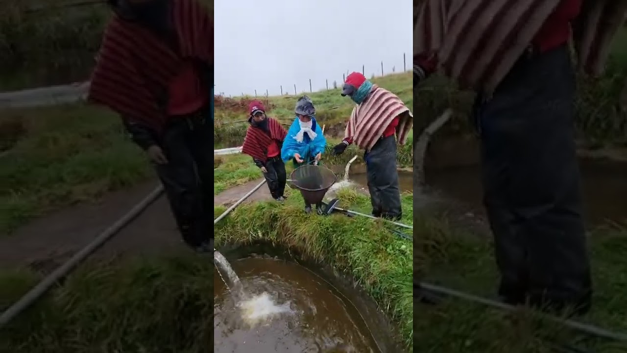 La Trucha  Más Grande /  en las  Montañas  de Ambato.