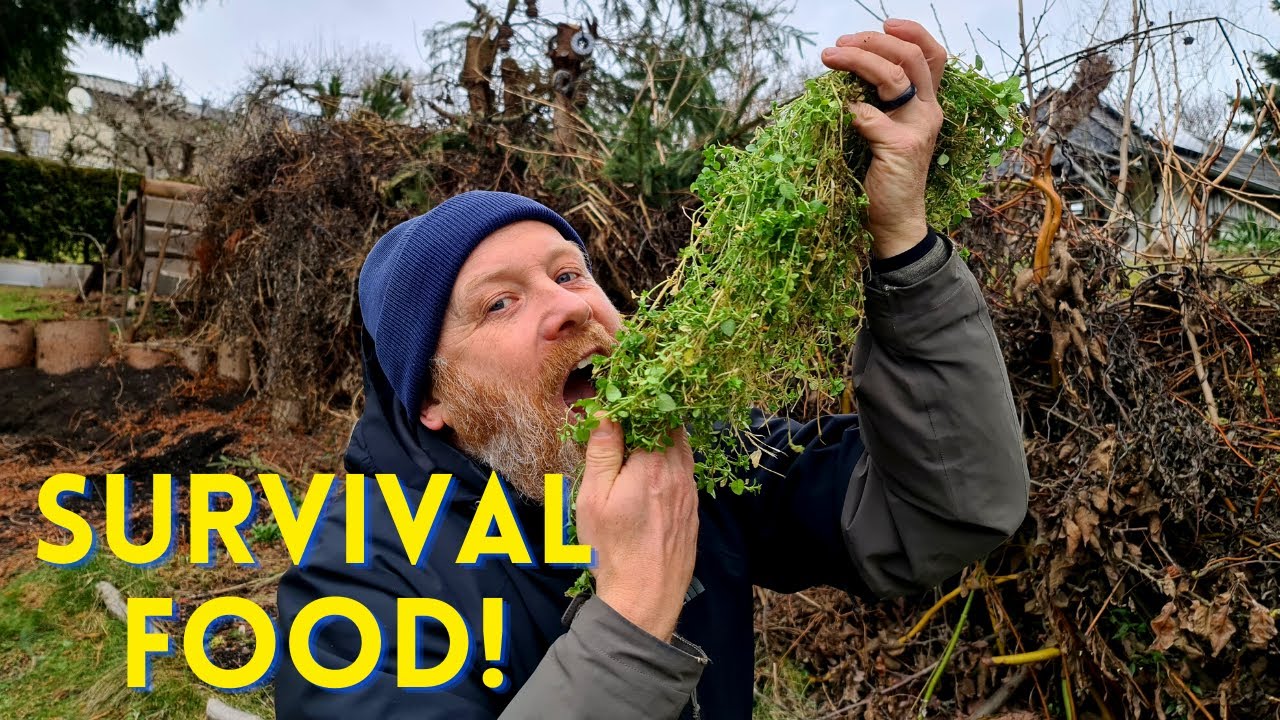 Vogelmiere: Vitamine im Winter! Chickenweed | Pamplina