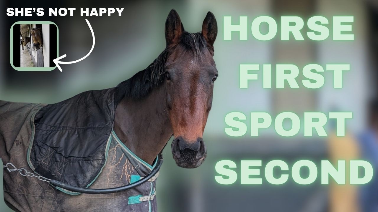 ЛОШАДЬ НА ПЕРВОМ МЕСТЕ, СПОРТ НА ВТОРОМ — Куда делась Саффи? @peatheexracehorse