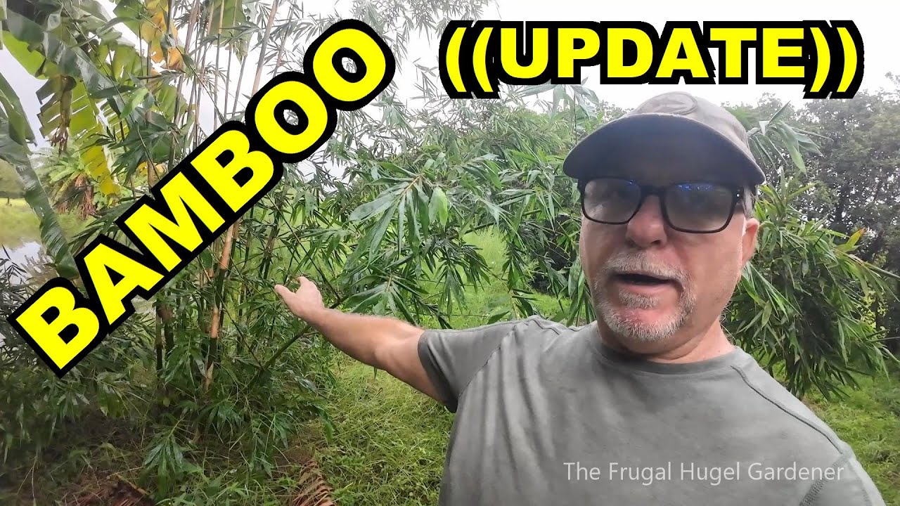 Propagating Bamboo ( UPDATE) and Results