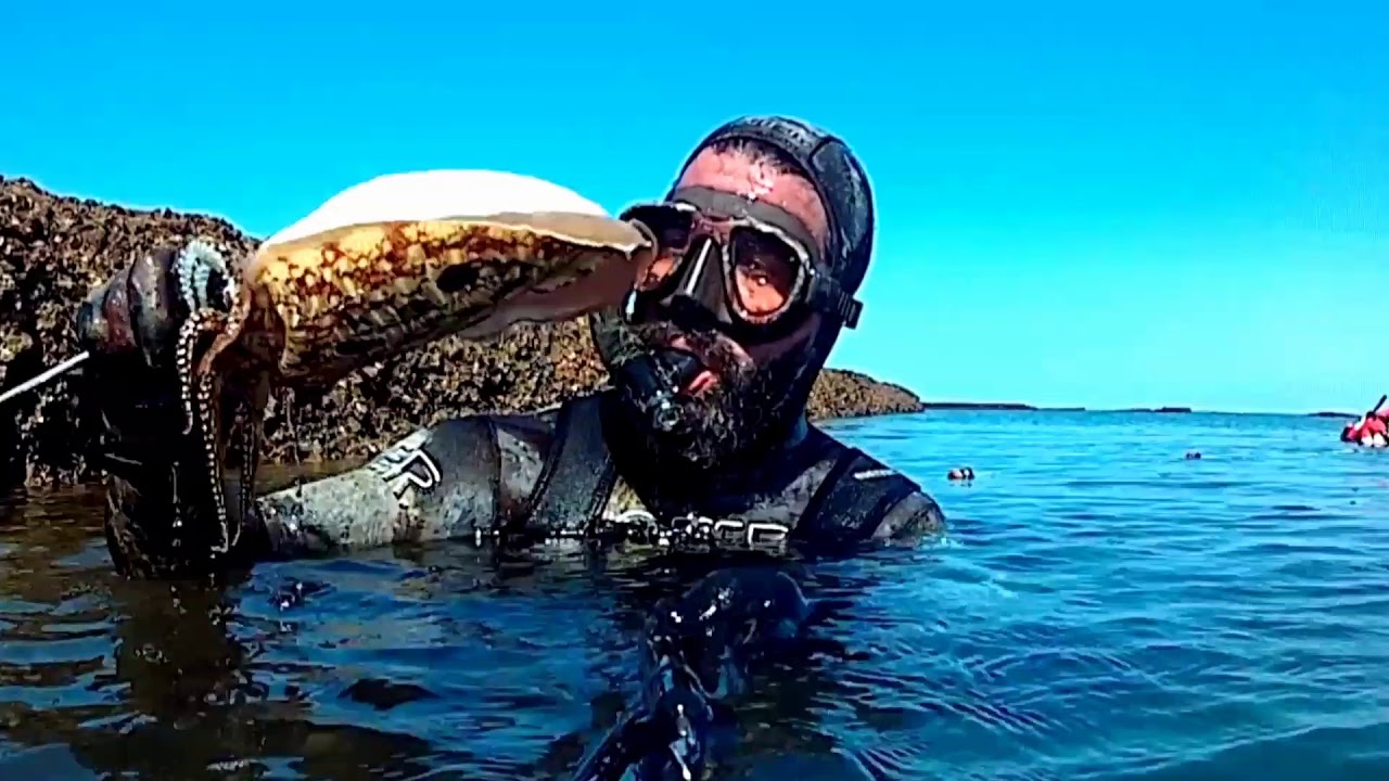 Pesca submarina. ( 9 ) CHOCOS (sepias) finalizado con un buen pulpo.