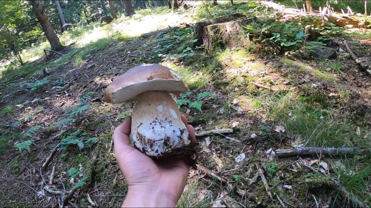 grzyby 2021 Borowikowe eldorado vol. 1 белый гриб mushrooms Beskid Niski