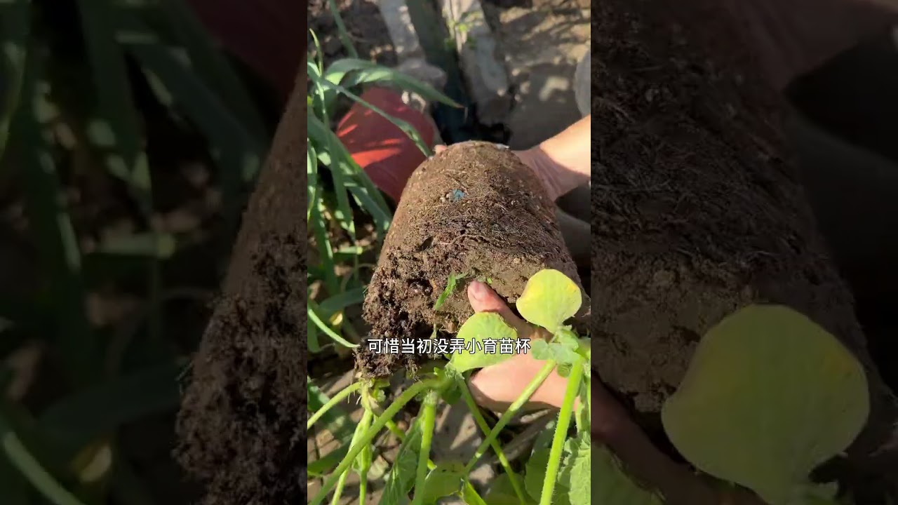 I used the leftover seeds of the baby pumpkin from last year. To my surprise I actually ma