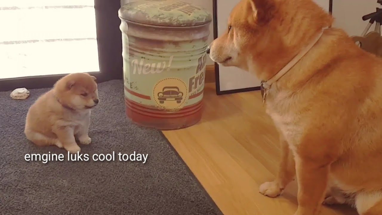 Shiro did very well today / Shiba Inu puppies (with captions)