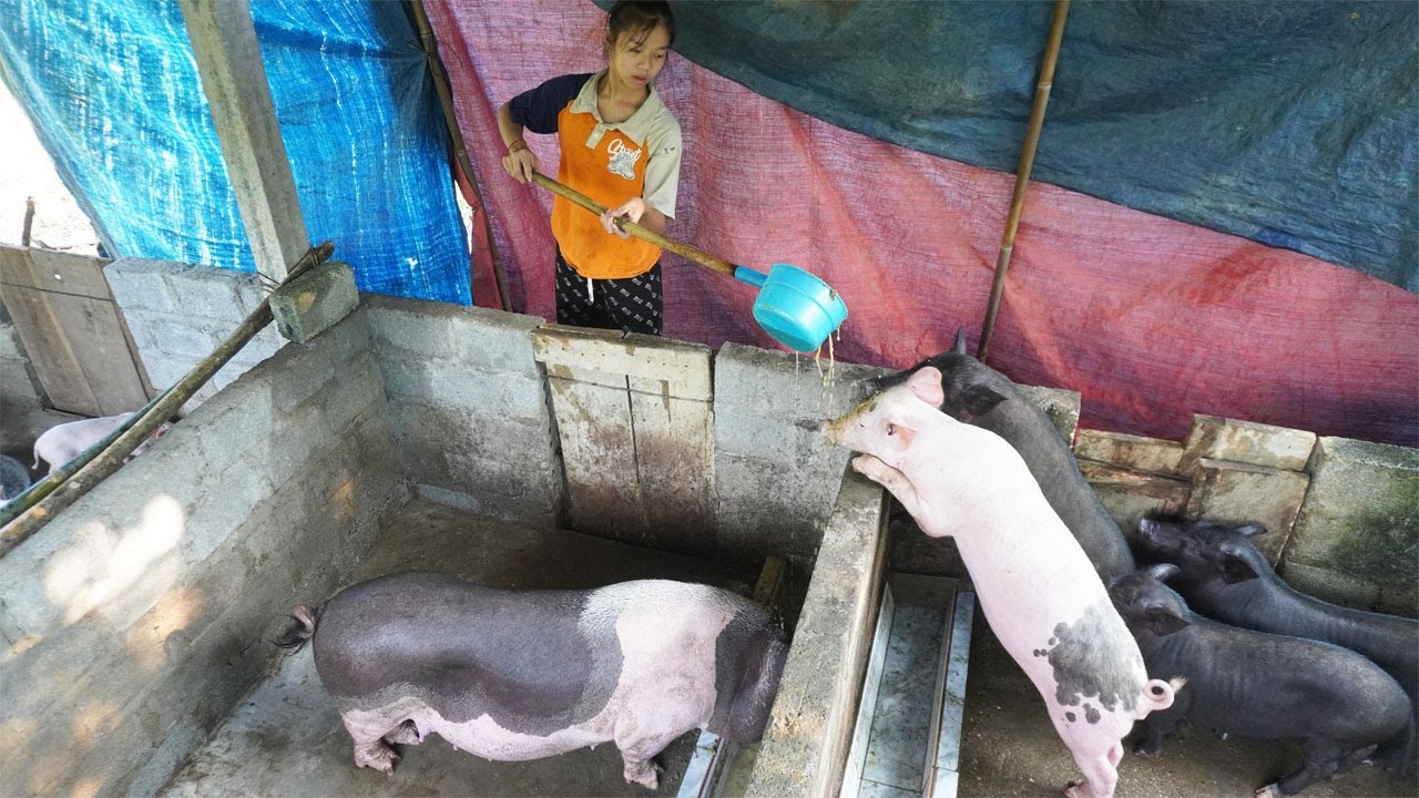 Taking care of piglets on a wild farm / Life single