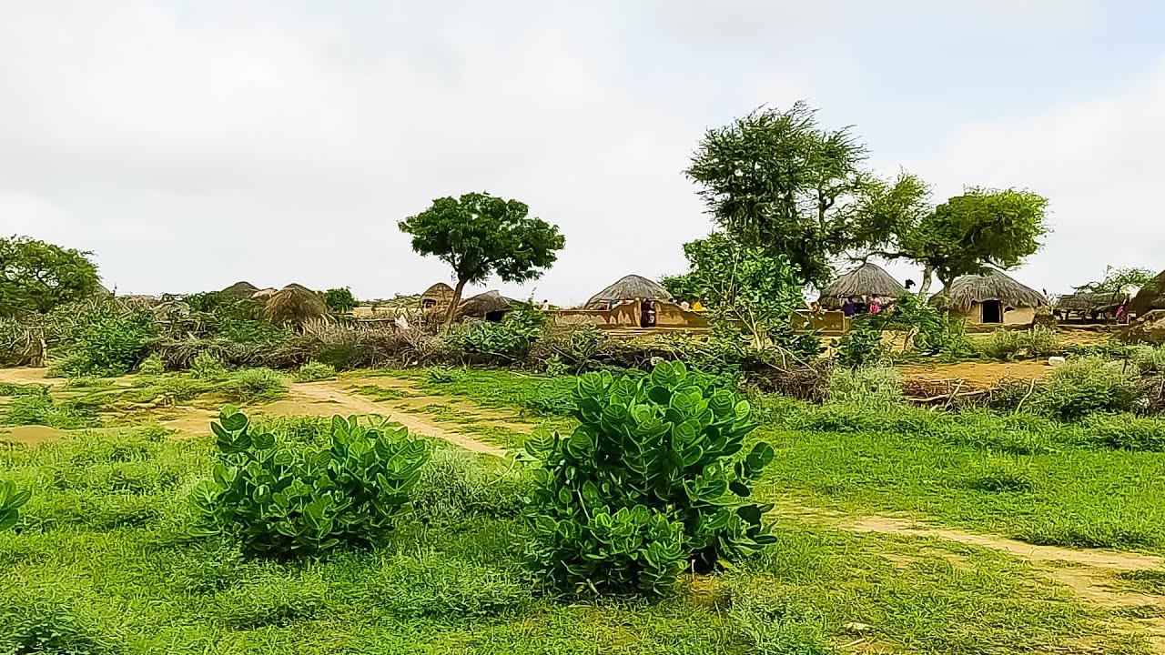 Beauty of Tharparkar / Thar Sindh after Rains 2020/ Tharparkar Nagarparkar Sindh
