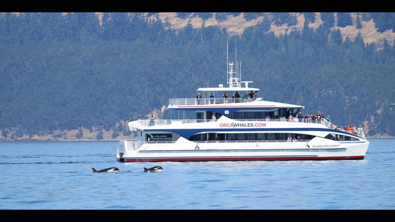 WE'VE GOT KILLER WHALES!