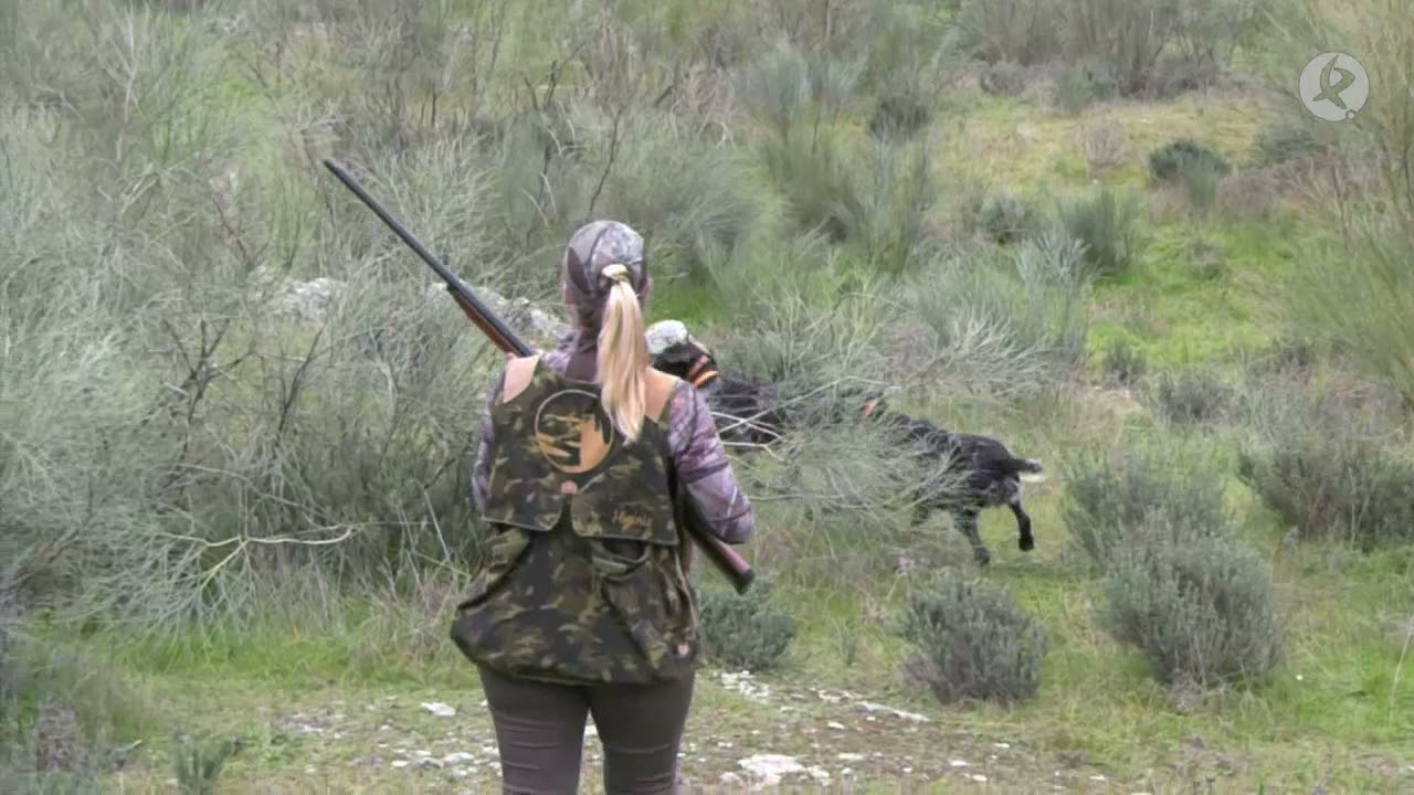 El drahthaar como perro de muestra | Cazadores de lances