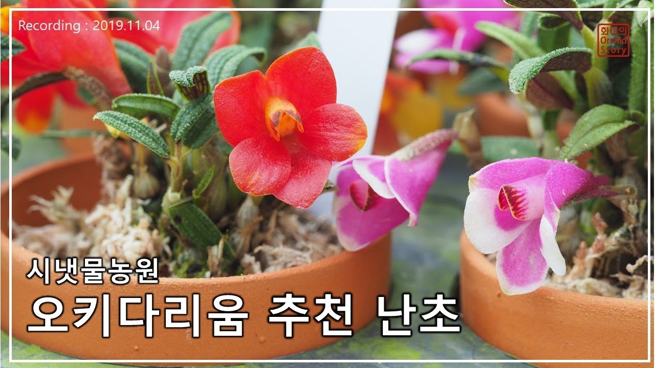 [시냇물농원] 오키다리움 추천 난초   Orchid for Orchidarium  [화이 난초 이야기]