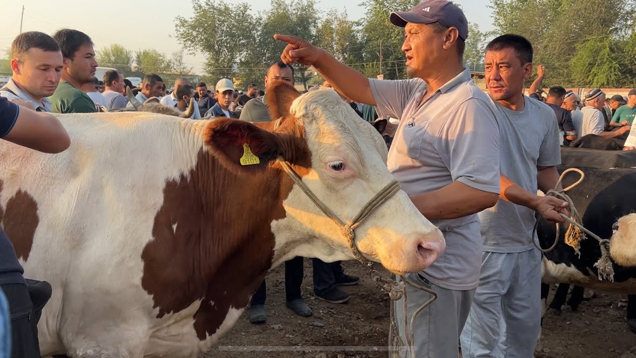 Doʻrmoncha mol bozori sigirlar va gʻunajinlar narhlari 19.08.2025yil