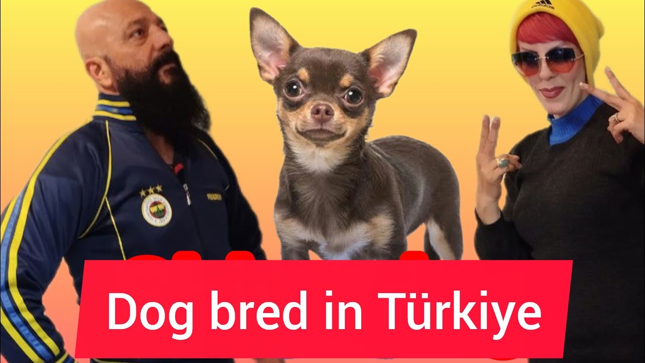 dog in Türkiye