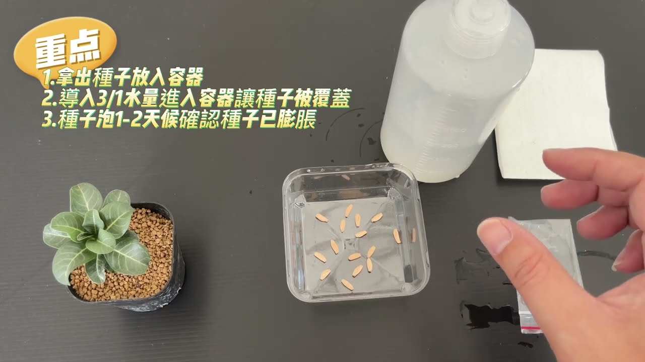 [種子實生]羊角沙枚種子如何提高成功率(上) 【 MC多肉園 】MC Succulent plant Vlog