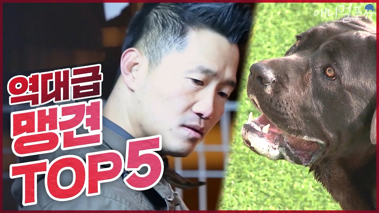 (풀버전)역대급 폭군견들을 제압하는 개통령 강형욱 맹견 TOP5  [개는 훌륭하다]  #메리 #쿤 #진돗개 #희망이 #강형욱