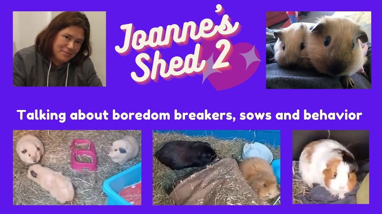 Joanne's Shed 2