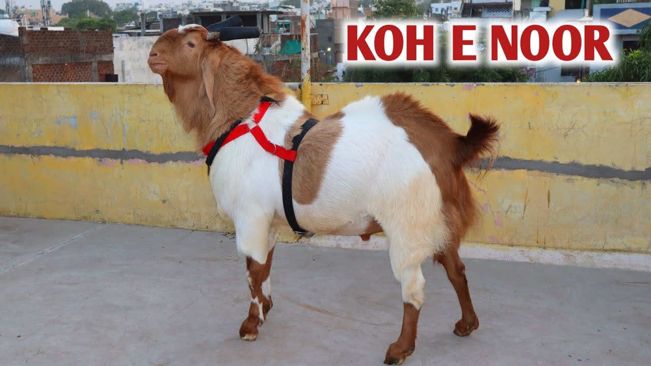 Koh E Noor Beautiful Bakra At Imran Goat's Bhopal