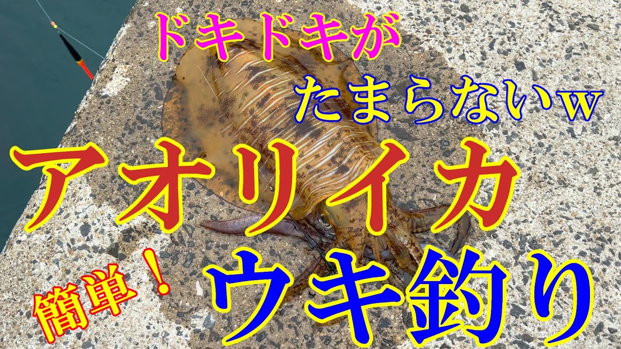 【アオリイカ】アジ仕掛けウキ釣り！２０２５年初モノがキロオーバーからのスタート！このドキドキがたまりません（笑＃釣り＃防波堤＃アオリイカ＃春イカ＃アオリイカウキ釣り＃アジ仕掛け＃ウキ釣り＃死んだアジ