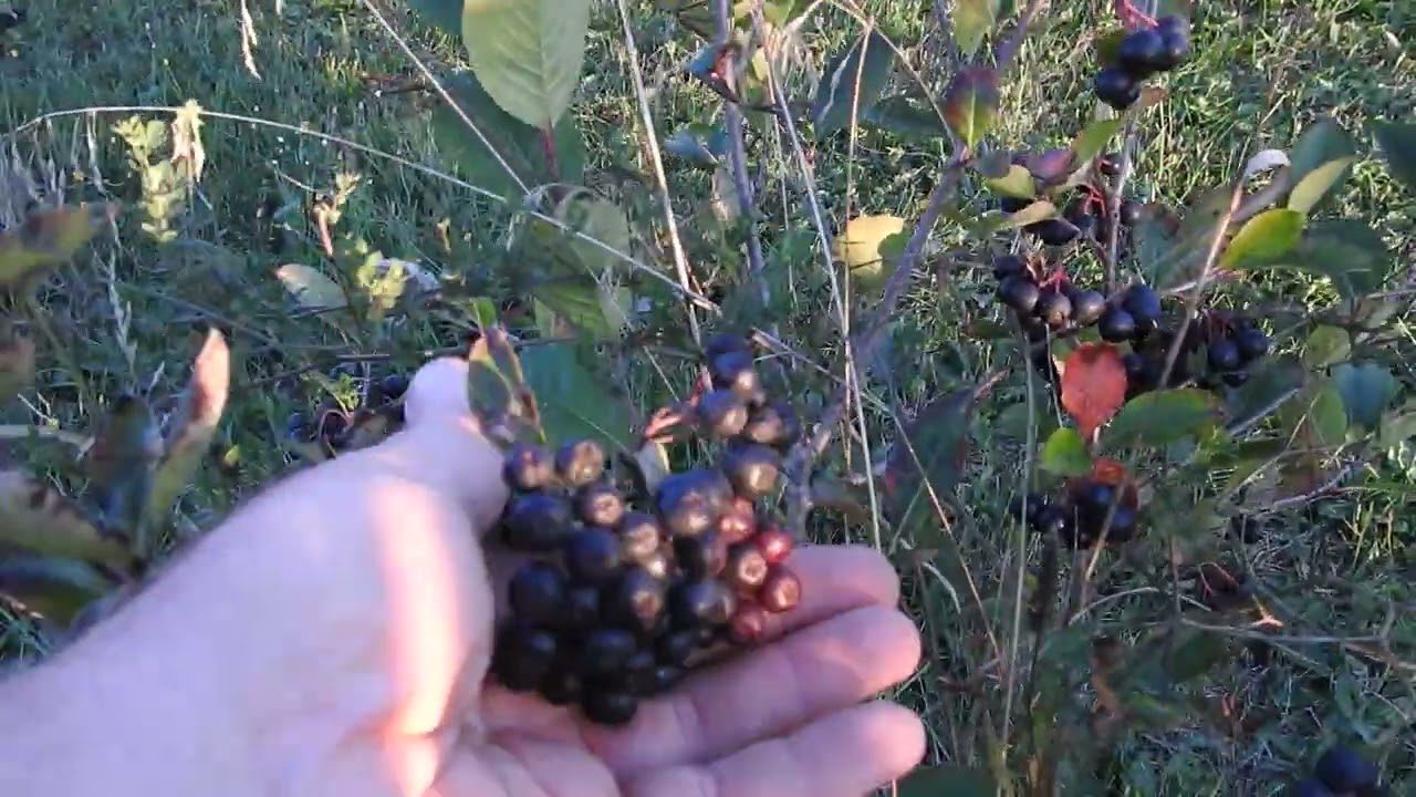 Aronia Berry, the King of ALL the Berries!