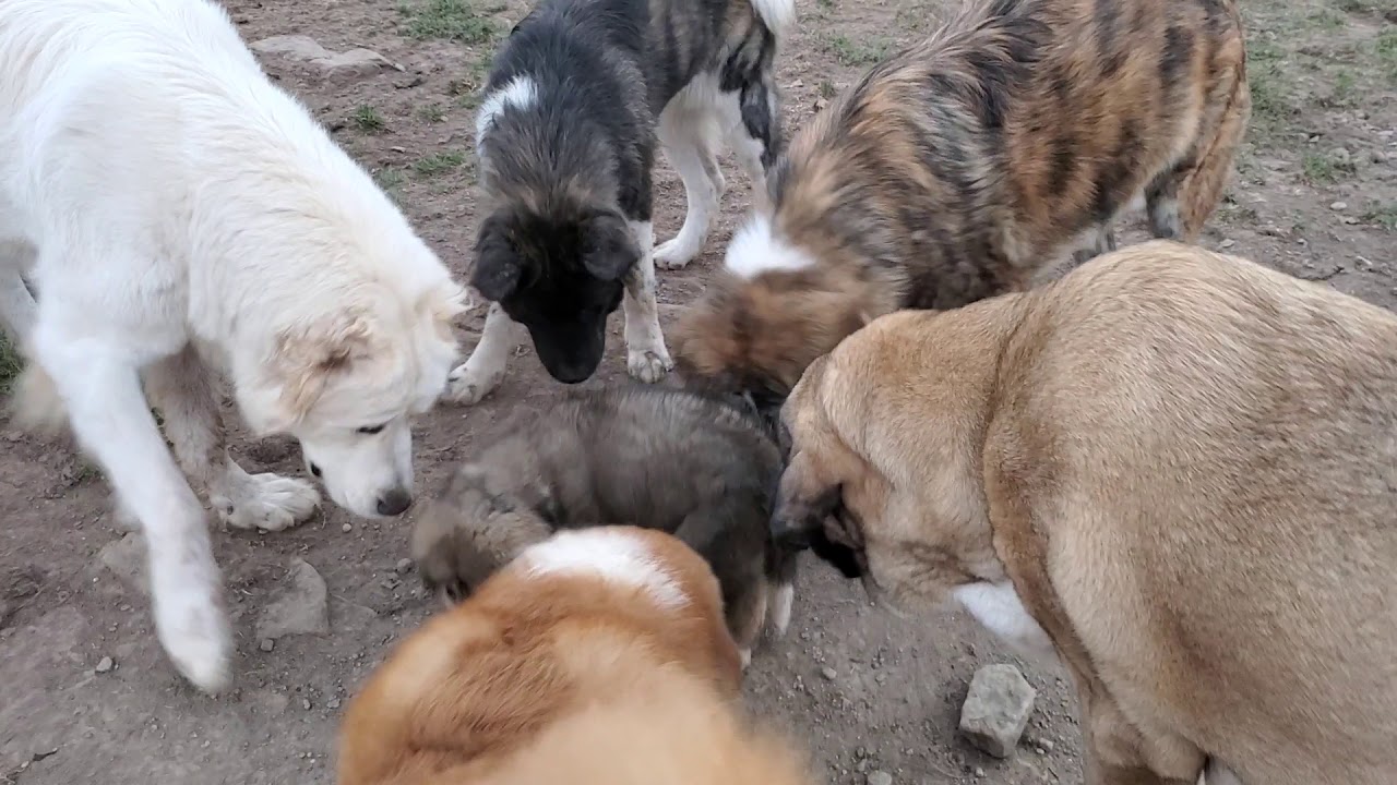 Asian Bear Dog, Caucasian Ovcharka, Tibetan Mastiff, Noble Asian Bear, Spanish Mastiff and Akita