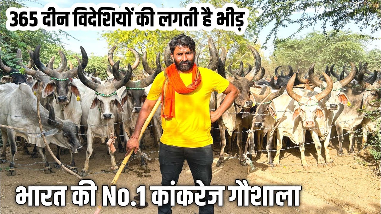 मिला भारत की सबसे पुरानी कांकरेज गायों का जकीरा। Pure Kankrej Cow in Banaskantha.