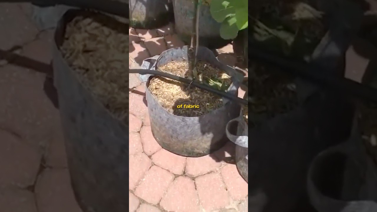 Bottom Watering&ndash;Best Method for Fabric Pots! #garden