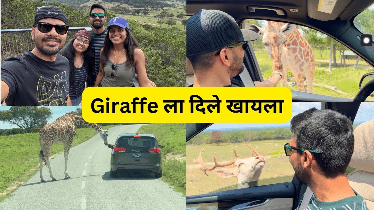 अमेरिकेत दिले Giraffe ला खायला | Drive-in Zoo | खूप प्राणी बघितले | USA Marathi Vlog | Animals