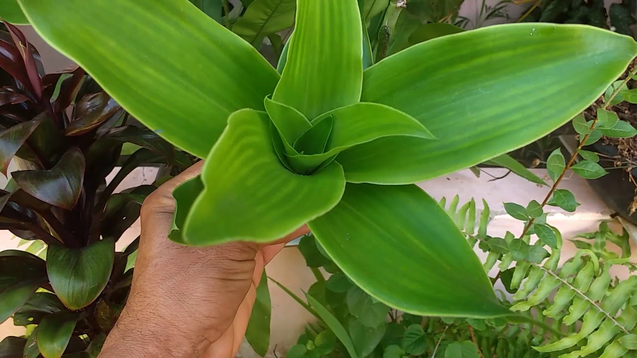 O chão rosa e a minha planta callisia uma das maravilhas do senhor