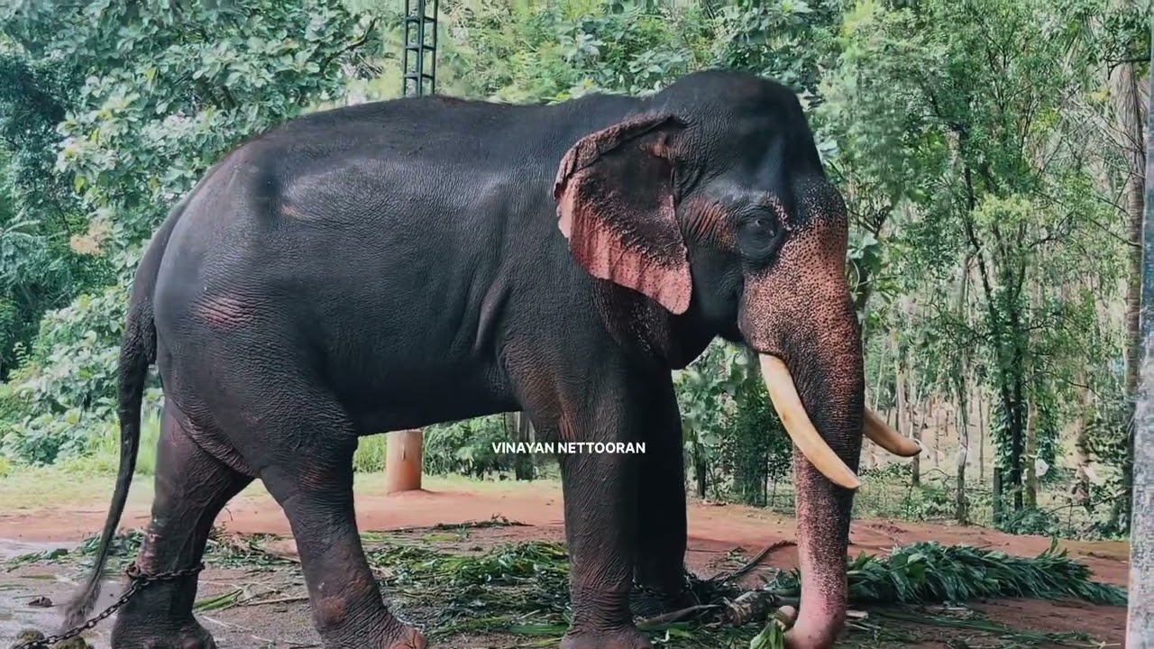 മച്ചാട് തറവാട്ടിലെ തമ്പുരാക്കന്മാർ വിശ്രമത്തിലാണ്