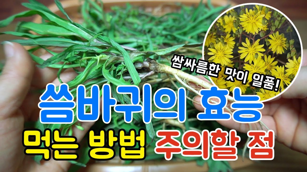 이맘때 꼭 드세요!  쌉싸름한 봄나물!! 씀바귀의 효능과 먹는 방법