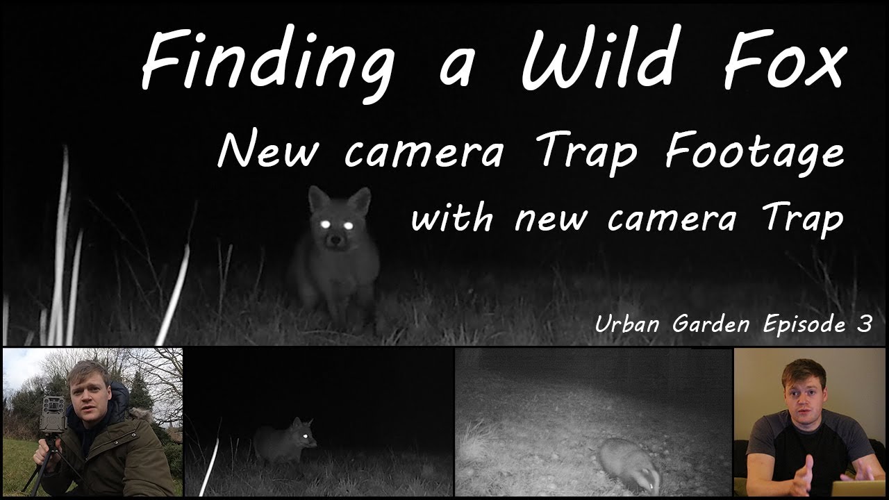 Finding a Wild Fox / New camera Trap Footage with new camera Trap + surprise Visitor/ Urban Garden_3
