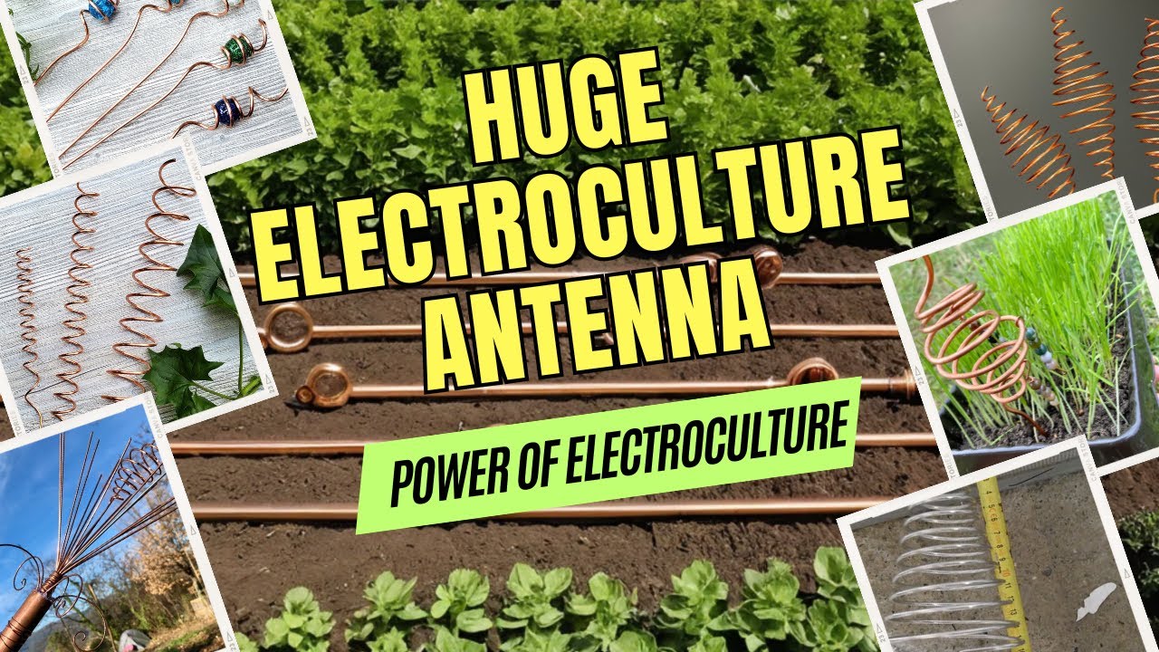 Boost Your Crop Yields with Huge Electroculture Antenna | Unlocking the Power of Electroculture