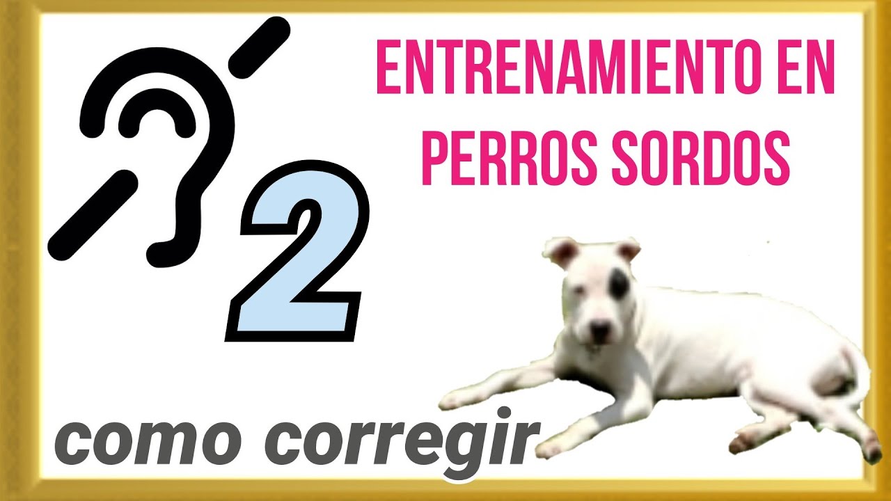 Entrenamiento en perro sordo como castigar de manera efectiva