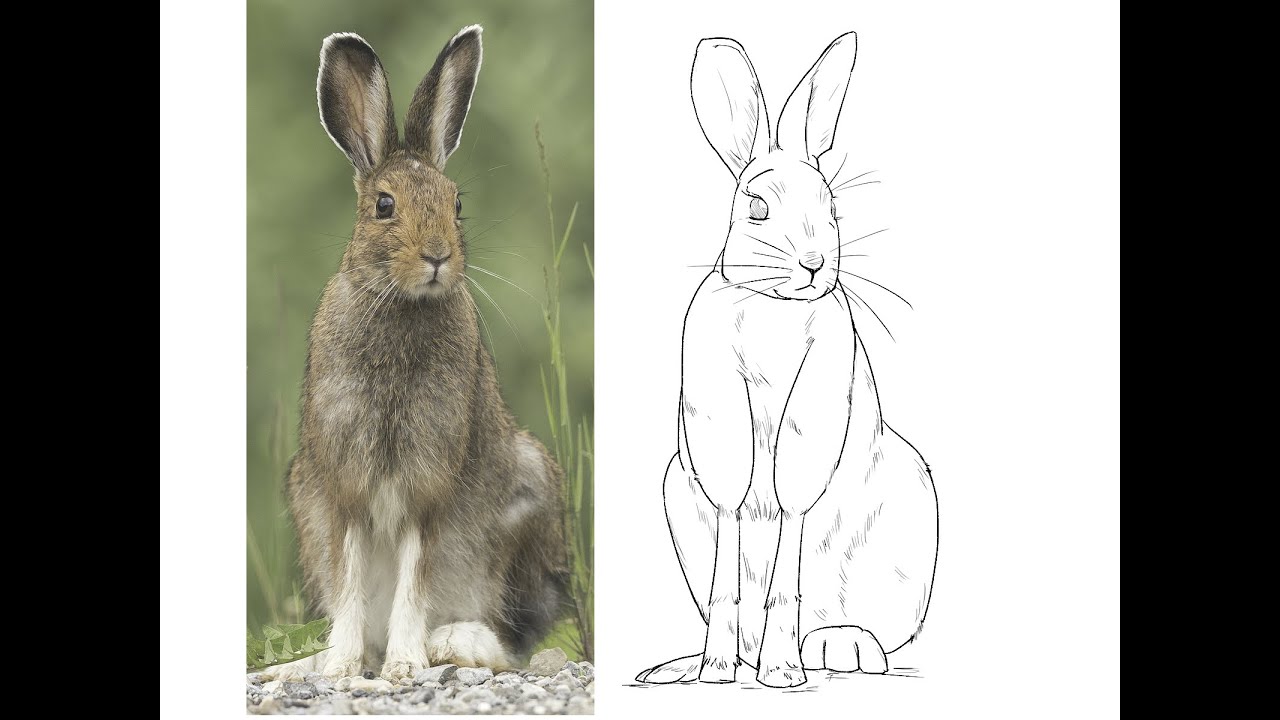 【從0開始的繪圖練習】野兔｜抓型 臨摹練習｜Day56