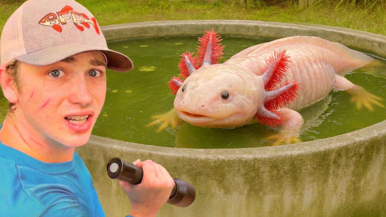 I Saved Axolotl’s From an Abandoned Pond!