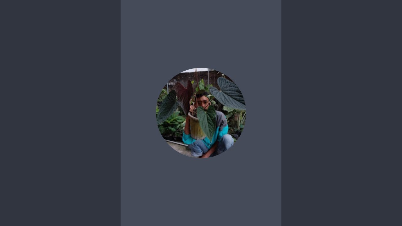 kibasha garden sedang live sekarang!
