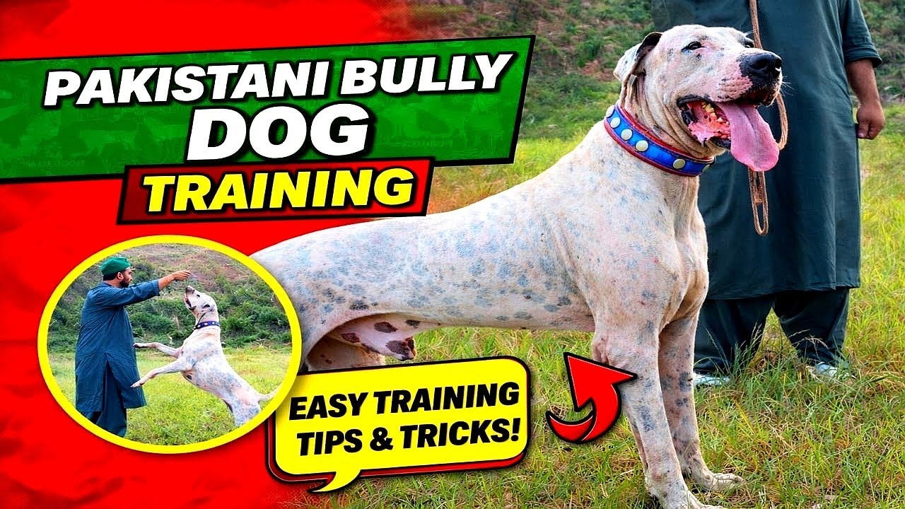 Pakistani Bully Dog Training | Bully Dog running | Pakistani bully dog fight