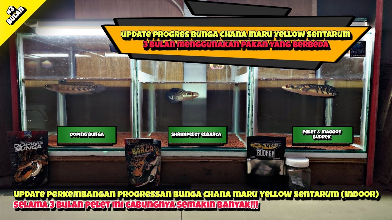UPDATE HASIL PROGRES BUNGA CHANA MARU YS‼️MENGGUNAKAN PELET YANG BERBEDA SELAMA 3 BULAN DI INDOOR‼️