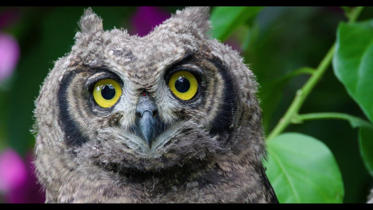 Spotted Eagle Owl chicks
