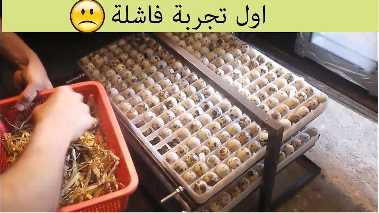 أول تجربة تفقيس بيض السمان من البداية الى النهاية | فقاسة