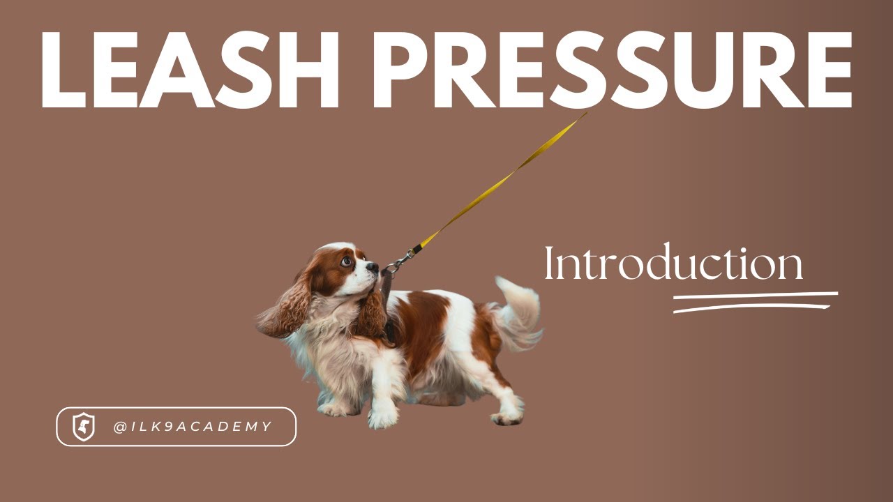 Leash Pressure Intro